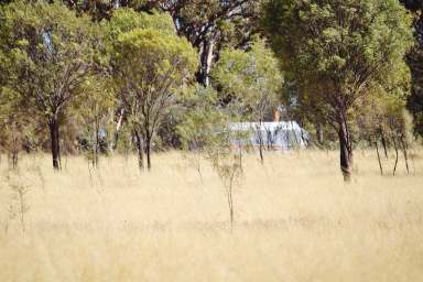 Farm For Sale - WA - Dumbleyung - 6350 - Country Retreat  (Image 2)