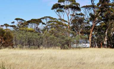 Farm For Sale - WA - Dumbleyung - 6350 - Country Retreat  (Image 2)