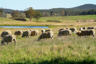 Farm For Sale - NSW - Marulan - 2579 - "Mooroowoollen"  464 Hectares, 40 paddocks, Water Licence, 3 Houses, Managers Cottage, Site Office, Hard Stand Area, Hume Highway Acess. 14 Lots.  (Image 2)