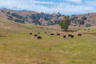 Farm For Sale - VIC - Ancona - 3715 - ‘Ancona North’ – Expansive Grazing Property in Victoria’s High Country  (Image 2)