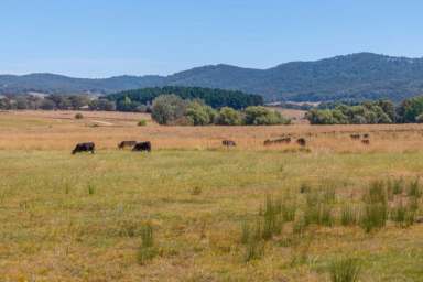 Farm For Sale - VIC - Ancona - 3715 - ‘Ancona North’ – Expansive Grazing Property in Victoria’s High Country  (Image 2)