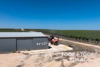 Farm For Sale - SA - Sunlands - 5322 - Prime Horticultural Opportunity  (Image 2)