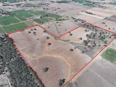 Farm For Sale - VIC - Bamawm - 3561 - Prime Irrigated Cropping & Grazing Opportunity – 52.7ha (130 Acres)  (Image 2)