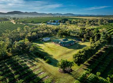 Farm For Sale - QLD - Dimbulah - 4872 - Pinnacle Mangos  (Image 2)