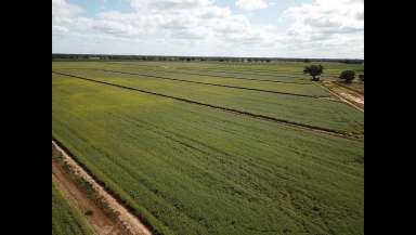 Farm For Sale - NSW - Bunnaloo - 2731 - The Springs – Perricoota Road,  Bunnaloo
823.4 hectares (2,034.6 acres)  (Image 2)