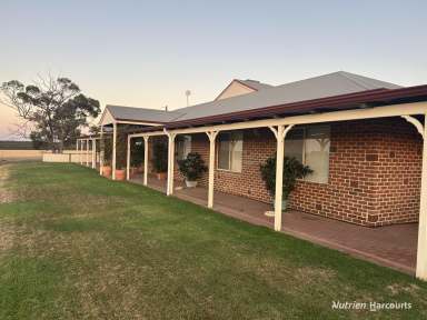 Farm For Sale - WA - Merredin - 6415 - "GOLDFIELDS FARM"  (Image 2)