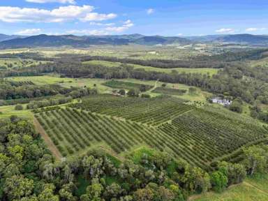 Farm For Sale - QLD - Kandanga - 4570 - MARY VALLEY SPECIAL  (Image 2)