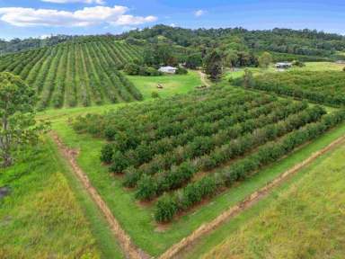 Farm For Sale - QLD - Kandanga - 4570 - MARY VALLEY SPECIAL  (Image 2)