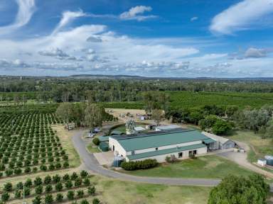 Farm For Sale - QLD - Mundubbera - 4626 - Premium Established Orchards - Home of Bees Knees Citrus  (Image 2)