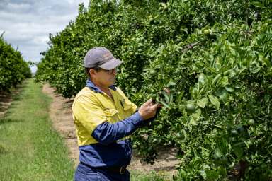 Farm For Sale - QLD - Mundubbera - 4626 - Premium Established Orchards - Home of Bees Knees Citrus  (Image 2)