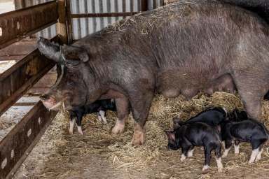 Farm Auction - NSW - Mangoplah - 2652 - Award Winning Pork Business  (Image 2)