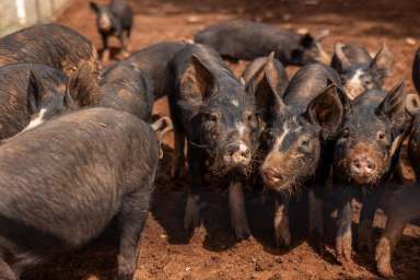 Farm Auction - NSW - Mangoplah - 2652 - Award Winning Pork Business  (Image 2)