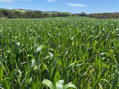 Farm For Sale - TAS - Sisters Creek - 7325 - Prime Agricultural Opportunity in Picturesque Sisters Creek, NW Tasmania  (Image 2)