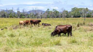 Farm For Sale - QLD - Lowmead - 4676 - Premium Grazing & Cropping Boutique Farm on Baffle Creek  (Image 2)