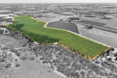 Farm For Sale - VIC - Red Cliffs - 3496 - QUALITY ALMOND PROPERTY  (Image 2)