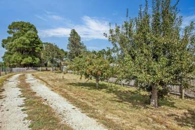 Farm For Sale - TAS - Irishtown - 7330 - 6027 Square Metre Block with Privacy & Shed with Storage Room  (Image 2)