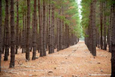 Farm For Sale - TAS - Lachlan - 7140 - Significant timber resource adjacent to Wellington Park  (Image 2)