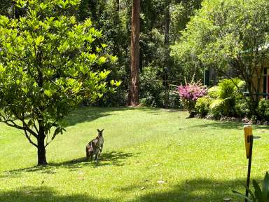 Farm For Sale - NSW - Taree - 2430 - Nature Meets Luxury: Expansive Family Home on Peaceful Acreage  (Image 2)