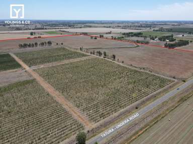 Farm For Sale - VIC - Tatura - 3616 - 73 Hectares (180 Acres) - Recently Planted Orchard  (Image 2)