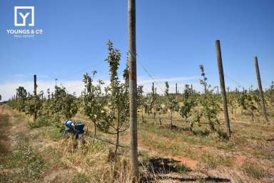 Farm For Sale - VIC - Tatura - 3616 - 73 Hectares (180 Acres) - Recently Planted Orchard  (Image 2)