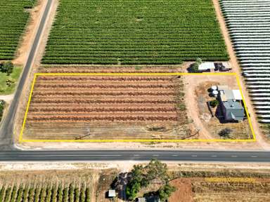 Farm For Sale - VIC - Merbein - 3505 - So Much Space.  (Image 2)