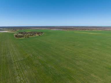 Farm For Sale - VIC - Murrayville - 3512 - HUNTS  (Image 2)