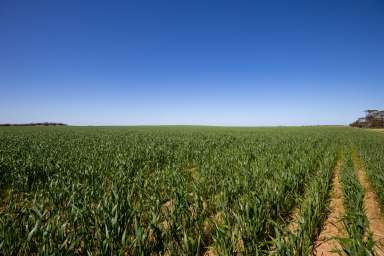 Farm For Sale - VIC - Murrayville - 3512 - HUNTS  (Image 2)