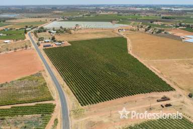 Farm For Sale - VIC - Cardross - 3496 - Prime 19.9Ha (49 Acre) Horticultural Land  (Image 2)