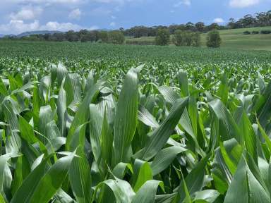 Farm Tender - NSW - Glen Innes - 2370 - Top Quality Cropping & Grazing Enterprise  (Image 2)