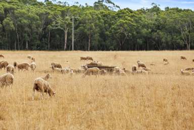 Farm For Sale - VIC - Gorae West - 3305 - Perfect Grazing Block  (Image 2)