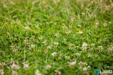 Farm For Sale - NSW - Armidale - 2350 - PRIME NEW ENGLAND GRAZING  (Image 2)