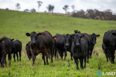 Farm For Sale - NSW - Armidale - 2350 - PRIME NEW ENGLAND GRAZING  (Image 2)