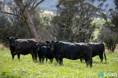 Farm For Sale - NSW - Armidale - 2350 - PRIME NEW ENGLAND GRAZING  (Image 2)