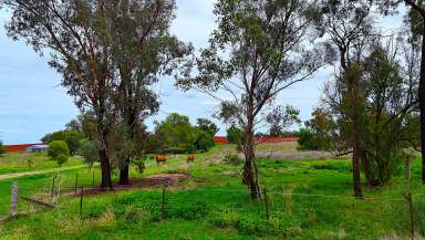 Farm For Sale - NSW - Quirindi - 2343 - UNIQUE  LIFESTYLE ACREAGE  IN IDEAL LOCATION  (Image 2)