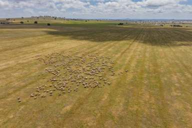 Farm For Sale - NSW - Narrandera - 2700 - Expansive opportunity under 5km from Narrandera  (Image 2)