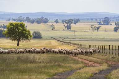 Farm For Sale - NSW - Narrandera - 2700 - Expansive opportunity under 5km from Narrandera  (Image 2)