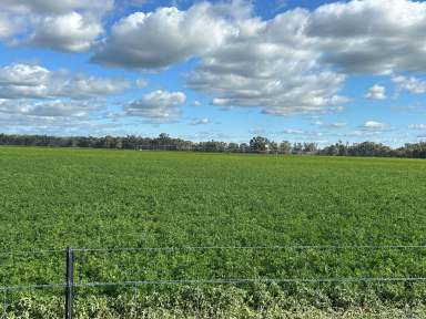 Farm For Sale - NSW - Wagga Wagga - 2650 - Murrumbidgee Magic in a Class of its Own  (Image 2)