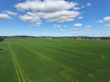 Farm For Sale - NSW - Wagga Wagga - 2650 - Murrumbidgee Magic in a Class of its Own  (Image 2)