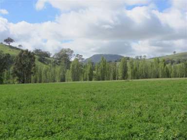 Farm For Sale - VIC - Sheans Creek - 3666 - Blue Chip Mixed Farming, Livestock Production Beef Cattle, Equine & Grazing with Sheans Creek Frontage  (Image 2)