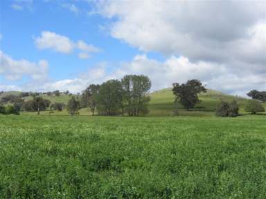 Farm For Sale - VIC - Sheans Creek - 3666 - Blue Chip Mixed Farming, Livestock Production Beef Cattle, Equine & Grazing with Sheans Creek Frontage  (Image 2)