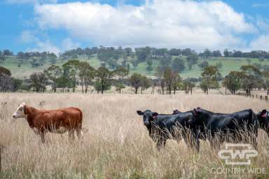 Farm For Sale - NSW - Glen Innes - 2370 - Prime Basalt Country 5 Minutes from town.  (Image 2)