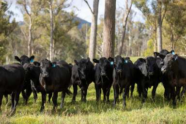 Farm For Sale - NSW - Pinkett - 2370 - "Killarney Vale" 3351 Pinkett Road via Glen Innes  (Image 2)