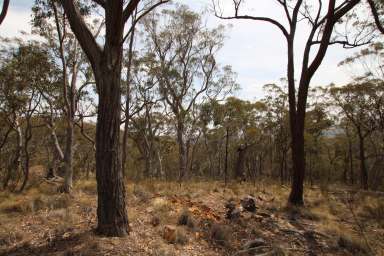 Farm For Sale - NSW - Bald Ridge - 2795 - The Ultimate Bush Block!  (Image 2)