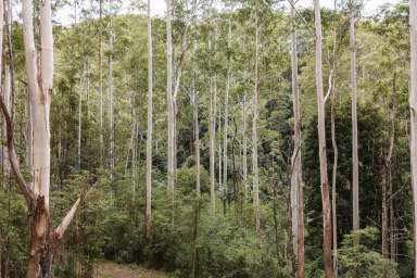 Farm For Sale - NSW - Upper Lansdowne - 2430 - Biodiverse Wonderland  (Image 2)