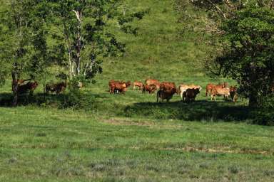 Farm Auction - QLD - Palm Grove - 4800 - Grazing with the Location, Lifestyle &  Rainfall!  (Image 2)