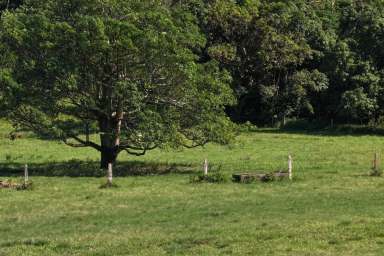 Farm Auction - QLD - Palm Grove - 4800 - Grazing with the Location, Lifestyle &  Rainfall!  (Image 2)