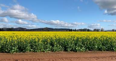 Farm For Sale - NSW - Grenfell - 2810 - Superior Cropping Aggregation offered as a Whole or Individually + Terms Available  (Image 2)