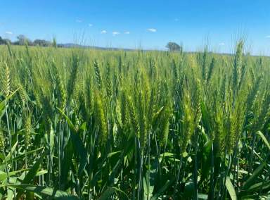 Farm For Sale - NSW - Grenfell - 2810 - Superior Cropping Aggregation offered as a Whole or Individually + Terms Available  (Image 2)