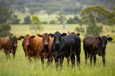 Farm For Sale - NSW - Legume - 2476 - "Avondale" Legume NSW  (Image 2)