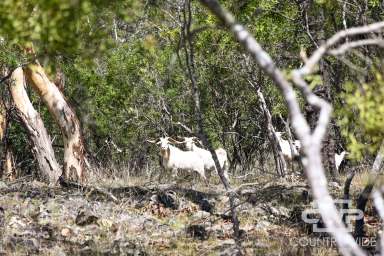 Farm For Sale - NSW - Emmaville - 2371 - River Frontage  (Image 2)